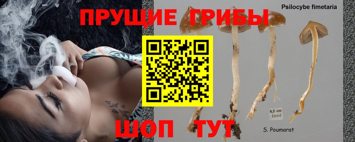 Россошь  Псилоцибиновые грибы MAGIC MUSHROOMS  Вход с VPN 